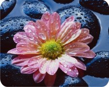  Flower in Pond Air Freshener | My Air Freshener