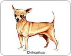 Chihuahua Air Freshener