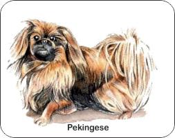  Pekingese Dog Air Freshener | My Air Freshener