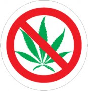  NO MARIJUANA Smoked Here Car Air Freshener | My Air Freshener