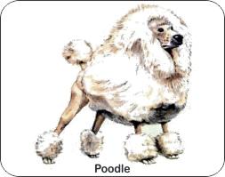  Poodle Dog Air Freshener | My Air Freshener