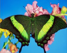  Butterfly Air Freshener | My Air Freshener